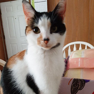 Lisa Puckett's grandkitty, Miolly