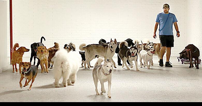 Doggy daycare, schooling facility opens in Fenton | Company
