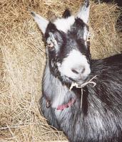 Pet spot: Crystal City woman misses her pet goat