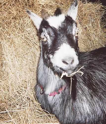 Mable the goat