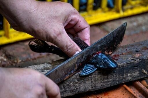 he sapu-sapu are caught in nets, separated from indigenous fish that are thrown back, then decapitated to make sure they are dead, and buried in mass graves