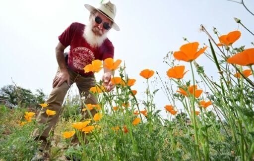 Rene Amy has sown around a quarter of a billion California poppy seeds around fire-scarred Altadena