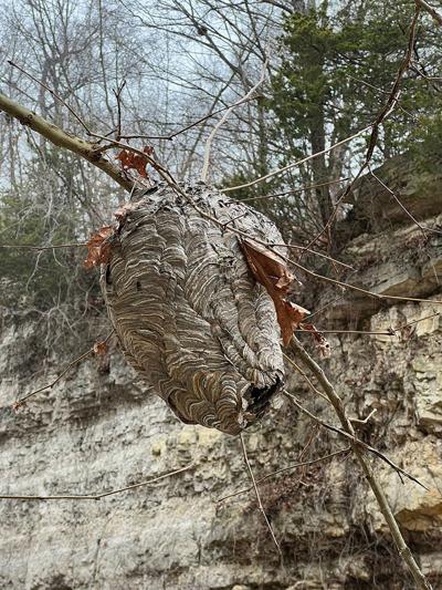 hornet nest