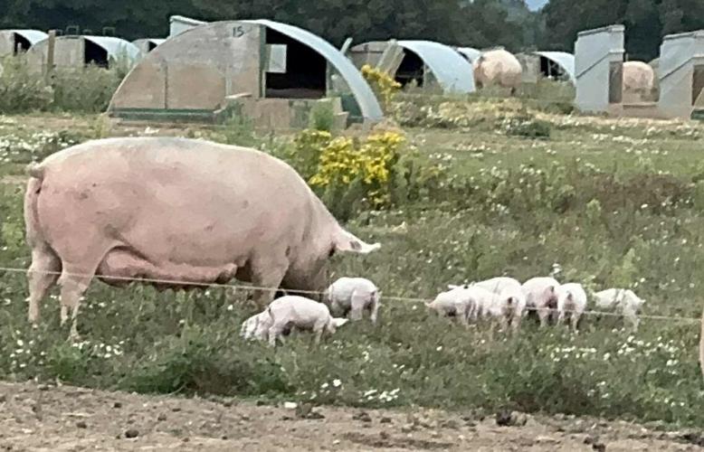 A gang of boisterous pigs on the loose have divided residence with their antics