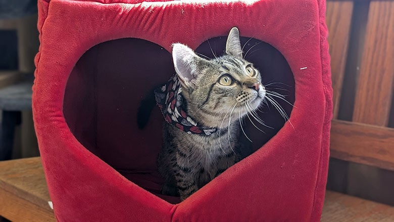 Staff at Open Door Animal Sanctuary in House Springs suggests that a Valentine’s Day date to their facility can be a splendid part of the day.