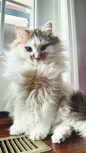 Pet Spot: Polly has no cares, owner said