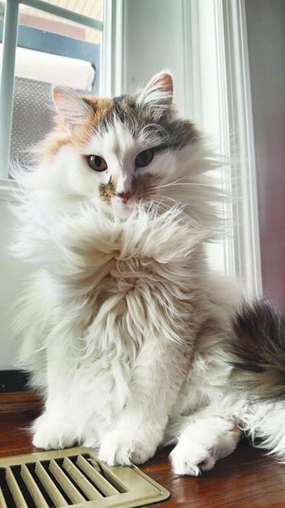 Pet Spot: Polly has no cares, owner said