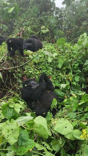 Baby gorilla born to 12-year-old mother in Virunga National Park