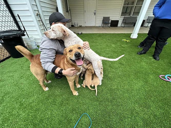 Animal Control reunites abandoned puppies with parents