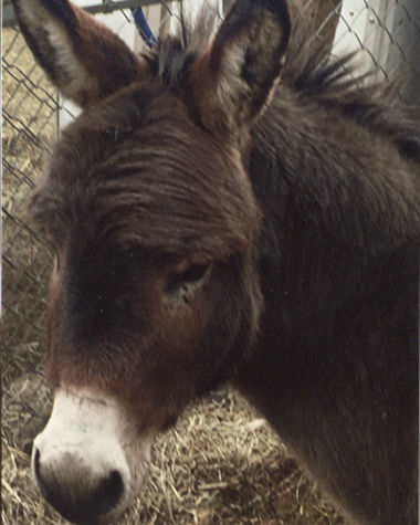 Jose Wells, the Ferguson's miniature donkey