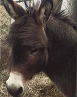Pet spot – Miniature donkey is valued member of Barnhart family