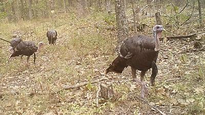 turkeys