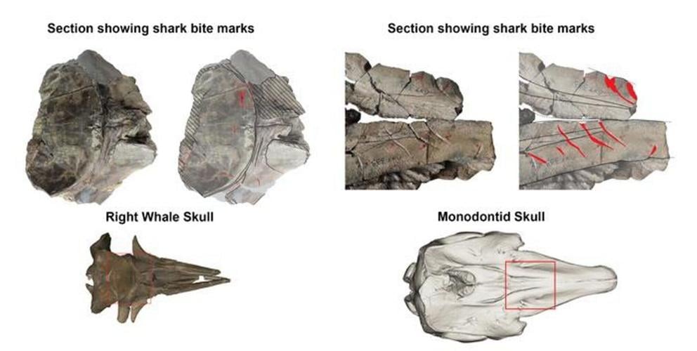 Sharks were attacking whales in the North Sea five million years ago, reveals study