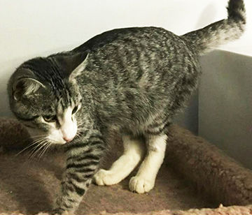 Grover is available for adoption at the Festus Animal Control.