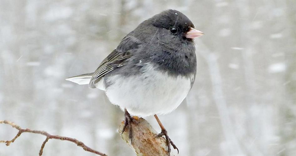 Help by participating in the great backyard bird count