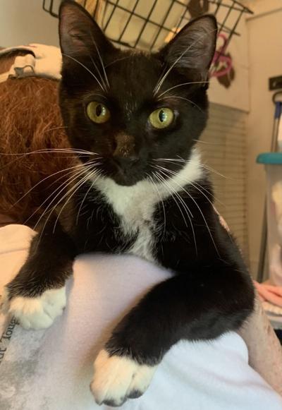 “Cat of the Week” Adoption Available