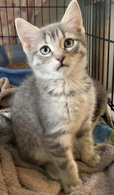 “Cat of the Week” Adoption Available