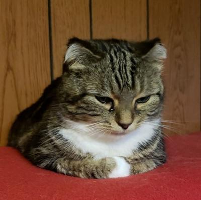 “Cat of the Week” Adoption Available