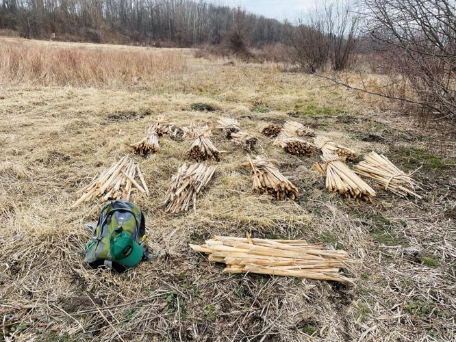 DEC forest ranger report Two nabbed for illegal cattail harvest Top Stories