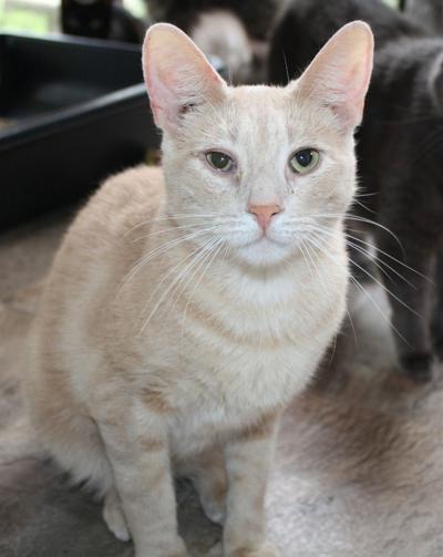 “Cat of the Week” Adoption available