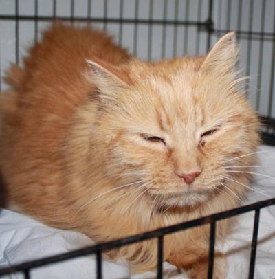 Cat of the Week/Adoption available