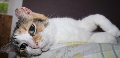 “Cat of the Week” Adoption Available