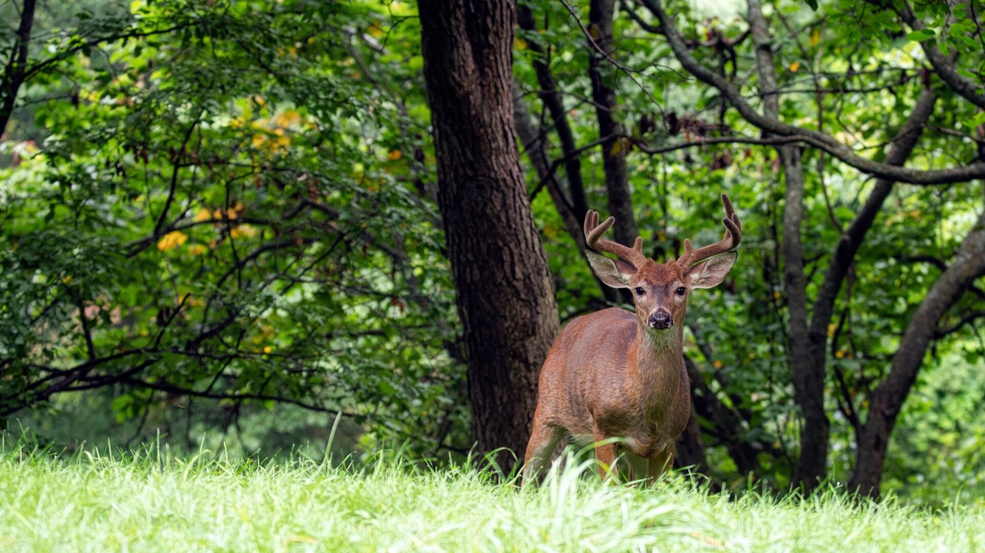 State agencies remind motorists of increased deer and moose activity State agencies remind motorists of increased deer and moose activity