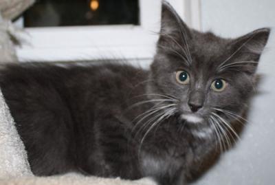 “Cat of the Week” Adoption available