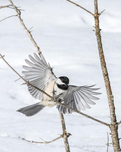 Help by participating in the great backyard bird count