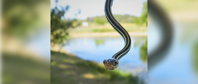 Snakes: Texas’ hidden heroes in balancing the ecosystem | Texas ...