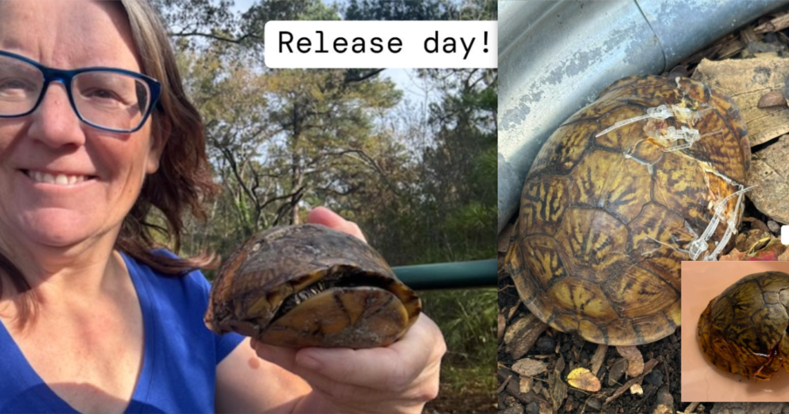 Celebrating the recovery of a resilient Texas box turtle | North Texas ...