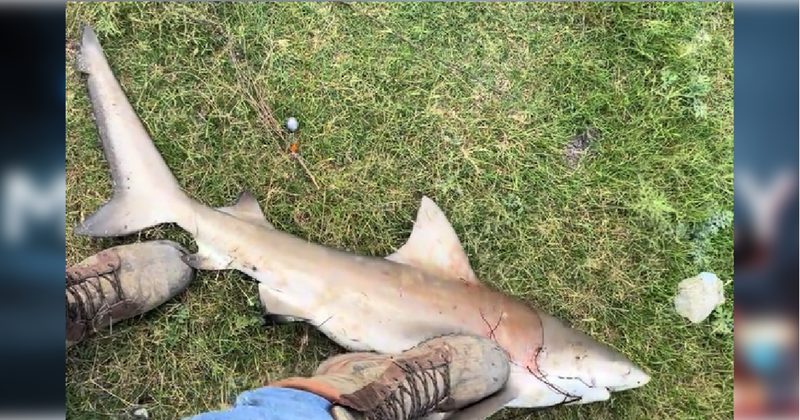 Bull shark caught in Texas river stuns local fisherman | South Texas