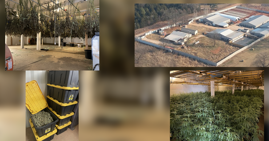 Oklahoma authorities seize thousands of marijuana plants in illegal ...