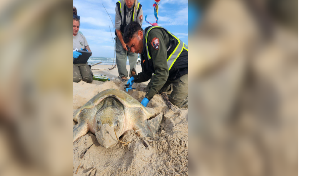 CORPUS CHRISTI, Texas--First Kemp's ridley sea turtle nest of the ...