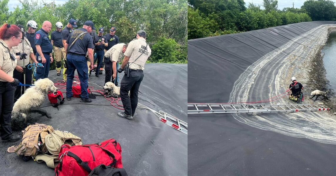 Frisco firefighters rescue dogs trapped in holding pond | North Texas ...