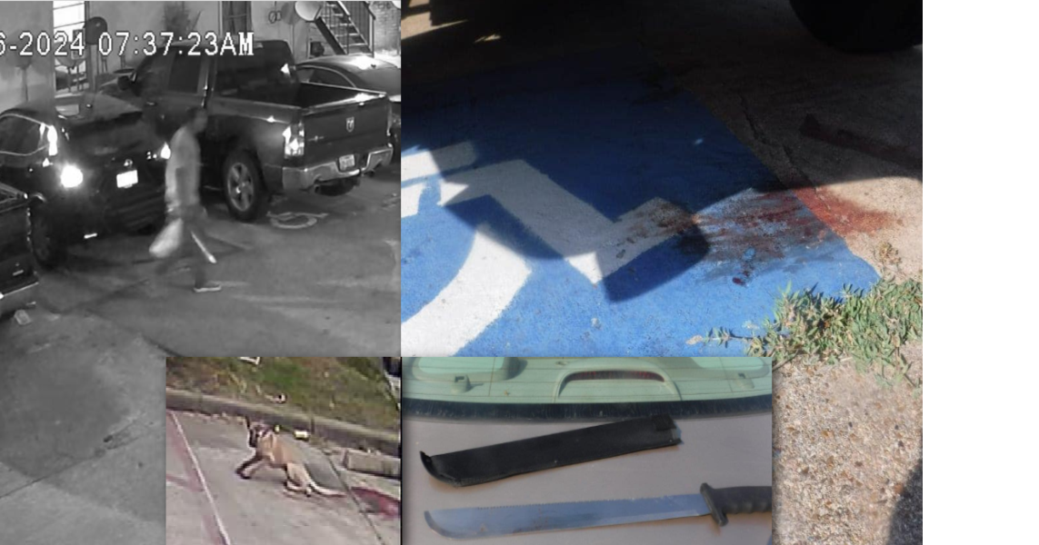 Stray dog attacked with machete at Houston apartment complex, suspect