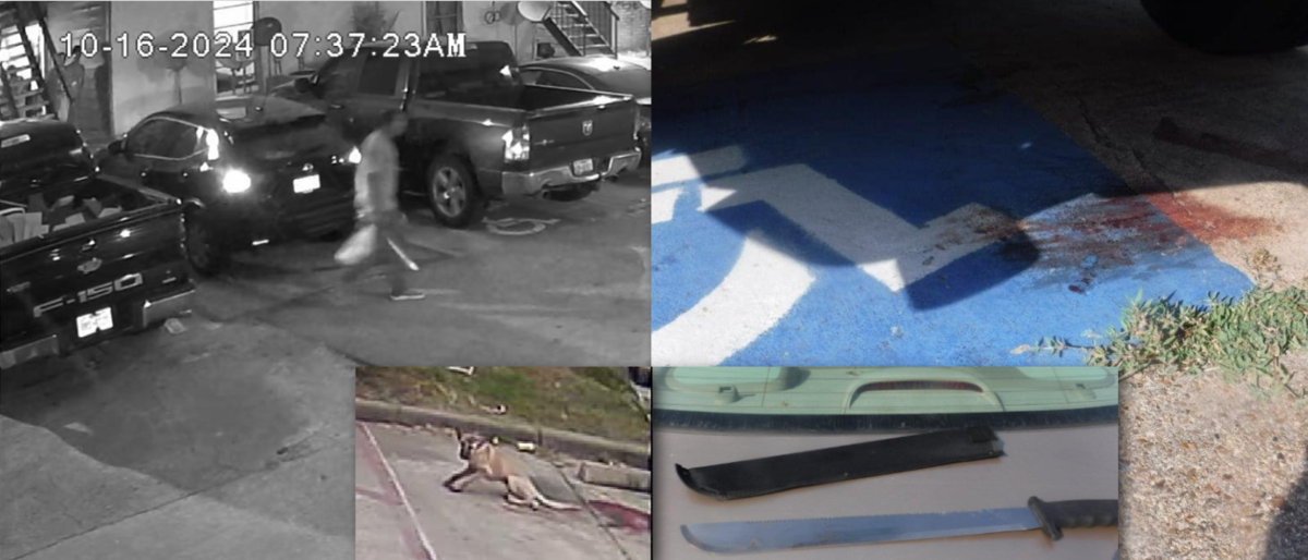 Stray dog attacked with machete at Houston apartment complex, suspect