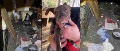 Houston County deputies uncover shocking animal cruelty case | Upper