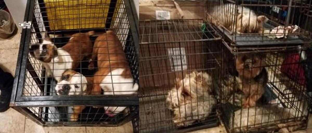 12 dogs rescued from ‘backyard breeder’ in Houston, had been kept in cages their entire lives