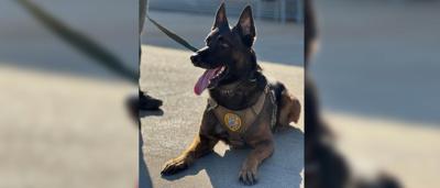 Texas K9 Officer Andor to Retire After Being Shot in the Line of Duty ...