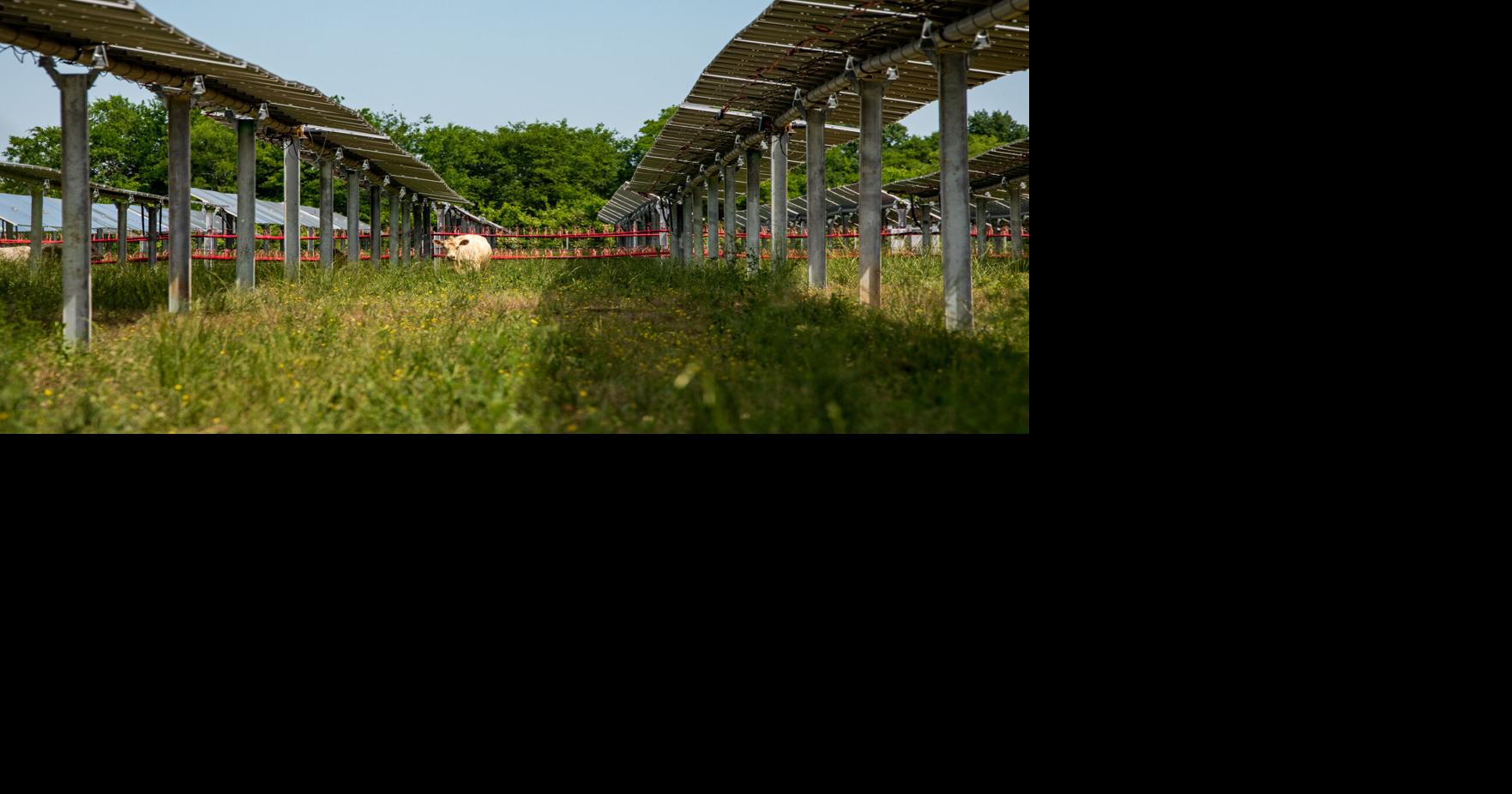Bovine innovation: Local energy companies occupy farm land for dual use