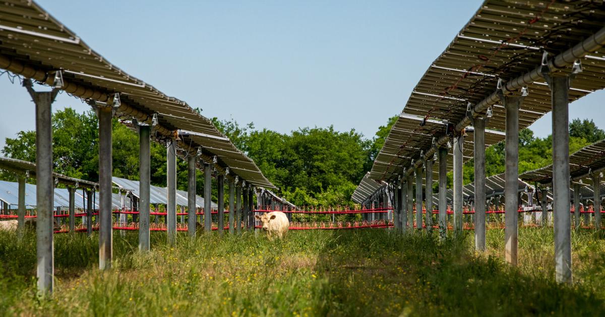 Bovine innovation: Local energy companies occupy farm land for dual use