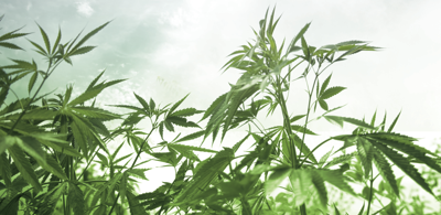 Black Caucus supports marijuana reform