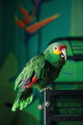 The Pet Issue 2021: Birds of a Feather