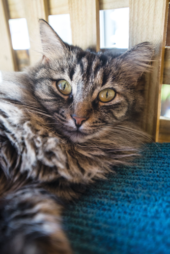 The Pet Issue 2018: A Cause for Paws