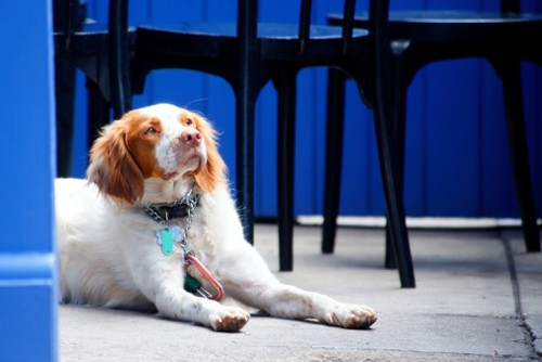 are dog friendly restaurants legal