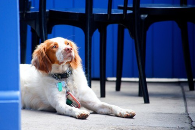 Dogs Now Legal on Restaurant Patios in Nashville