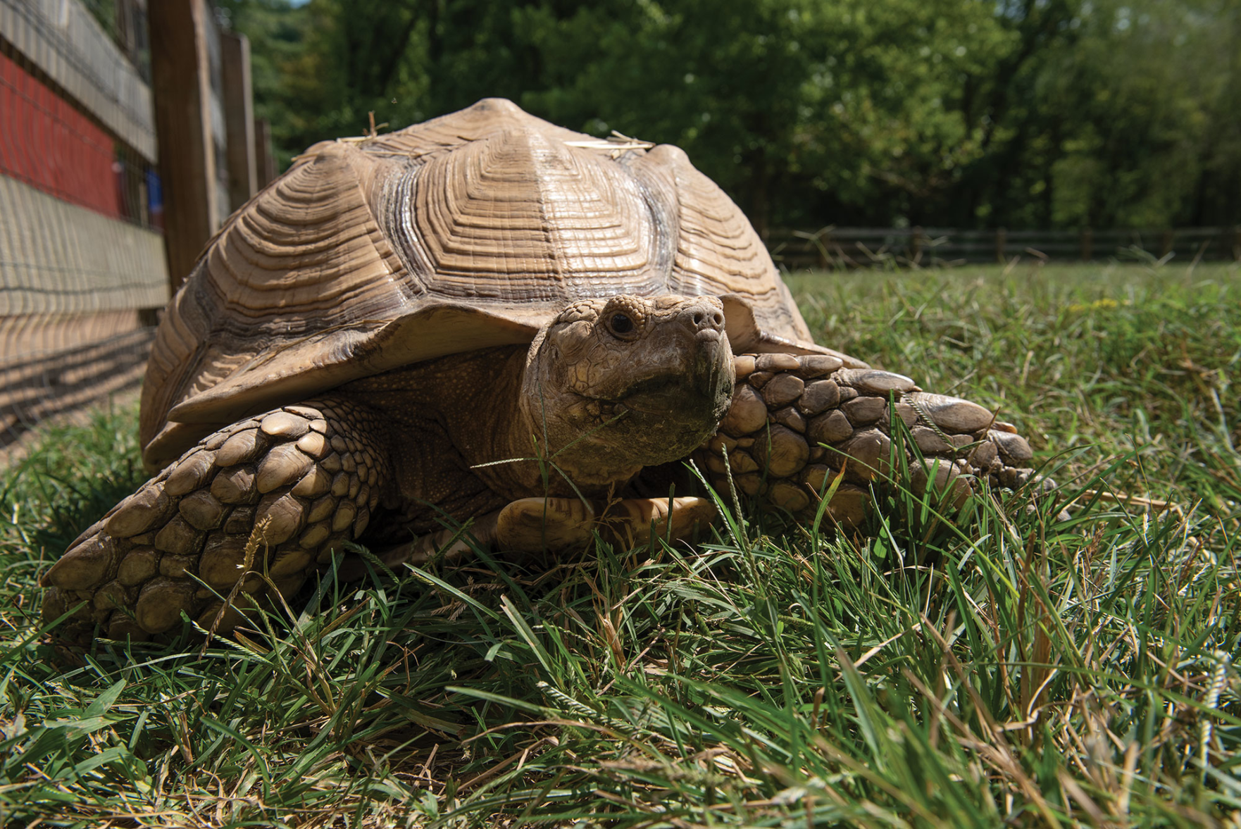 Piccolo Farms Is Home to Pigs, Chickens, a 40-Year-Old Tortoise and More