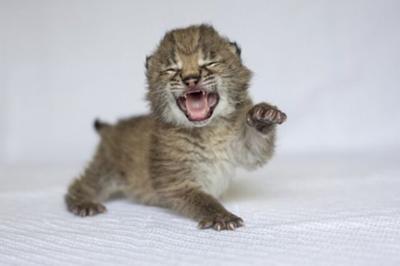 Lynx