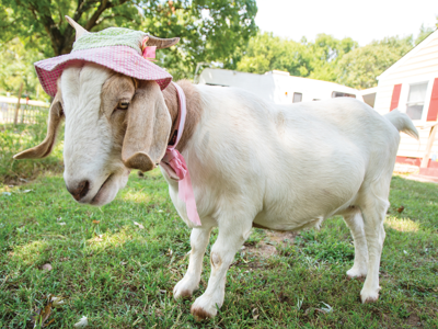 Best Therapy Goat